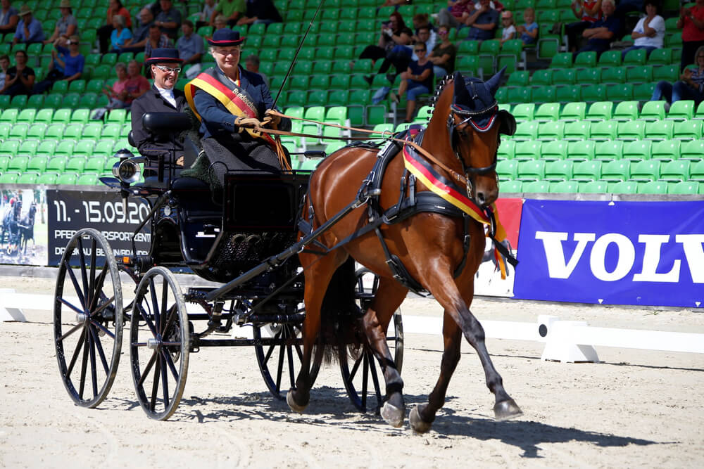 Moritzburger Championatatage der Fahrpferde 2019