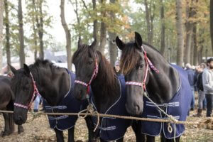 Paardenmarkt Zuidlaren steekt haar nek uit voor handelaren