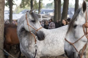 Paardenmarkt Zuidlaren dit jaar in aangepaste vorm