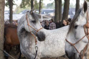 Gemeente Tynaarlo schrapt Zuidlaardermarkt 2020