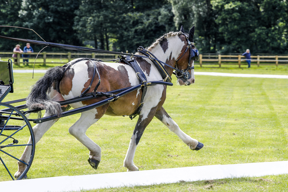 British Carriagedriving National Championships – Bywell 2019