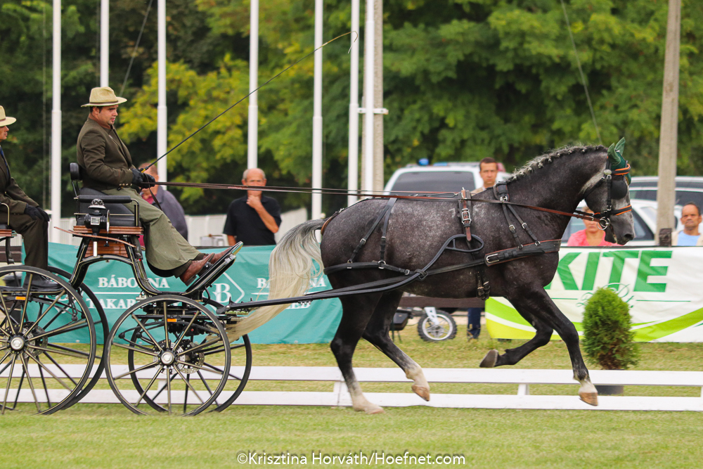 Mezőhegyes 2019: dressage Saturday