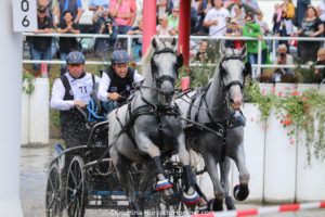 The best breeds for driving part 3: Lipizzaners