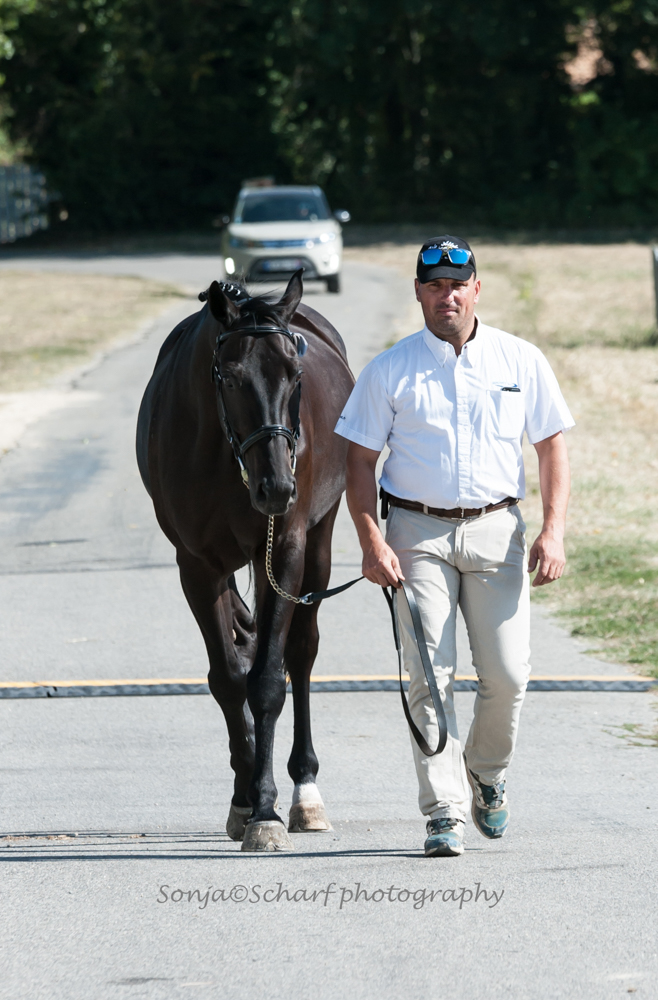 Alixan 2019: horse inspection