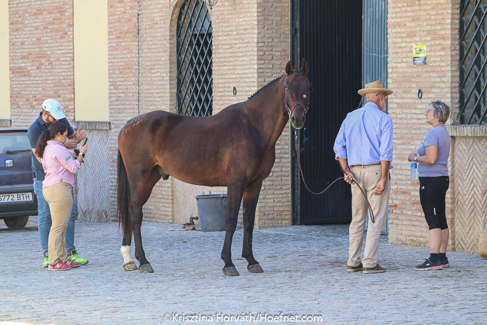 Salteras 2019: horse inspection