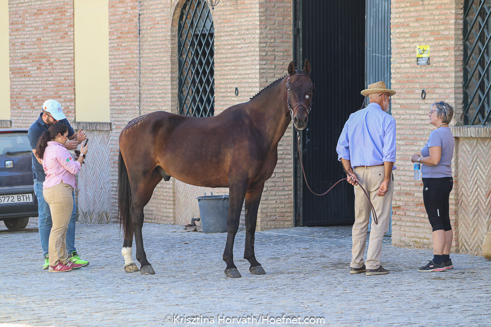 Salteras 2019: keuring