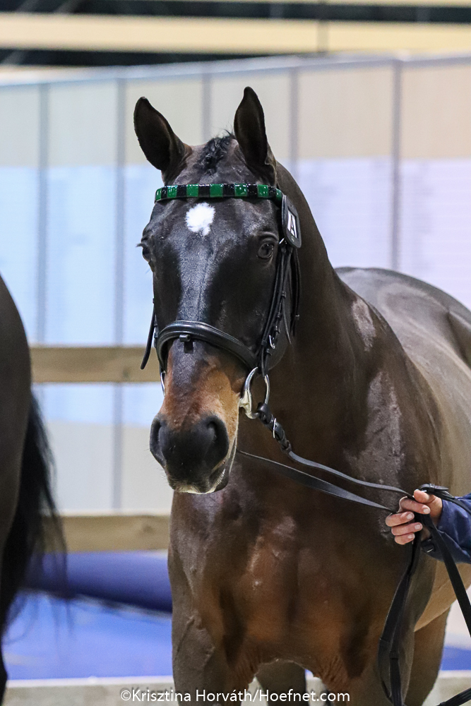Lyon 2019: horse inspection