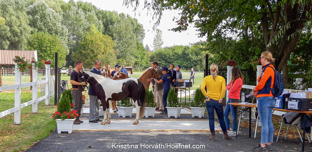 Newly certified FEI pony measurement location in Munich-Riem