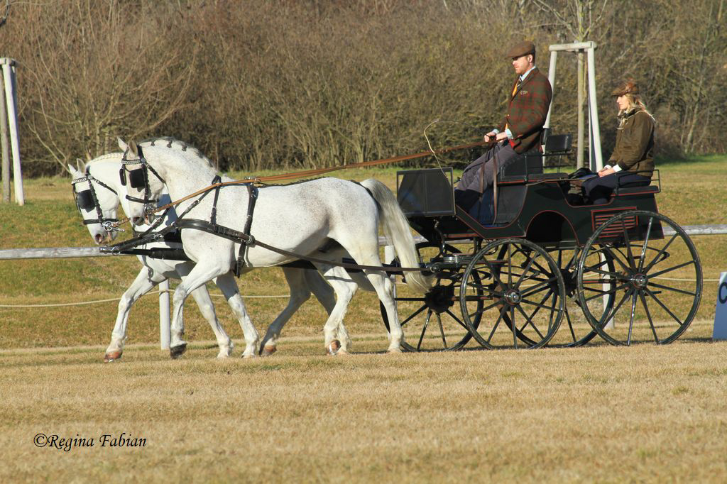 FEI Course for Driving Officials Hainburg an der Donau 2020