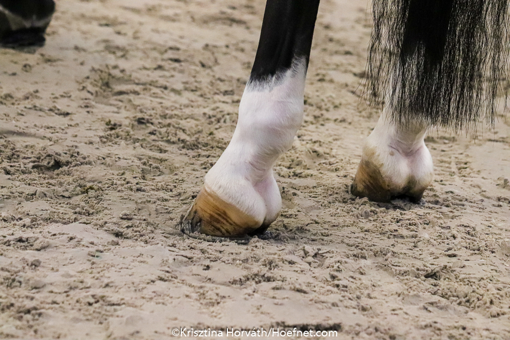 Paardensport in de ban van het Rhinovirus