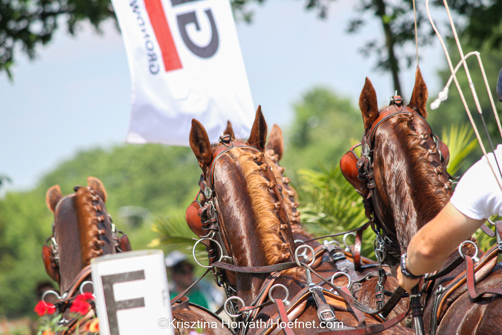 Dutch Harness Horses to be featured in Valkenswaard - DVI - Driving  Valkenswaard International