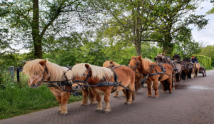 Ponymenners blijven elkaar uitdagen