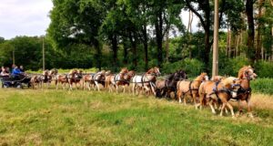 Belgische ponymenners nemen langspanchallenge aan en realiseren een 16-span!