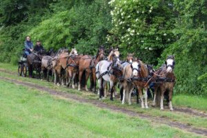 Ook Nederlandse ponymenners met 16-span