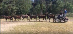 Langspanchallenge met 6 pony’s voor elkaar!