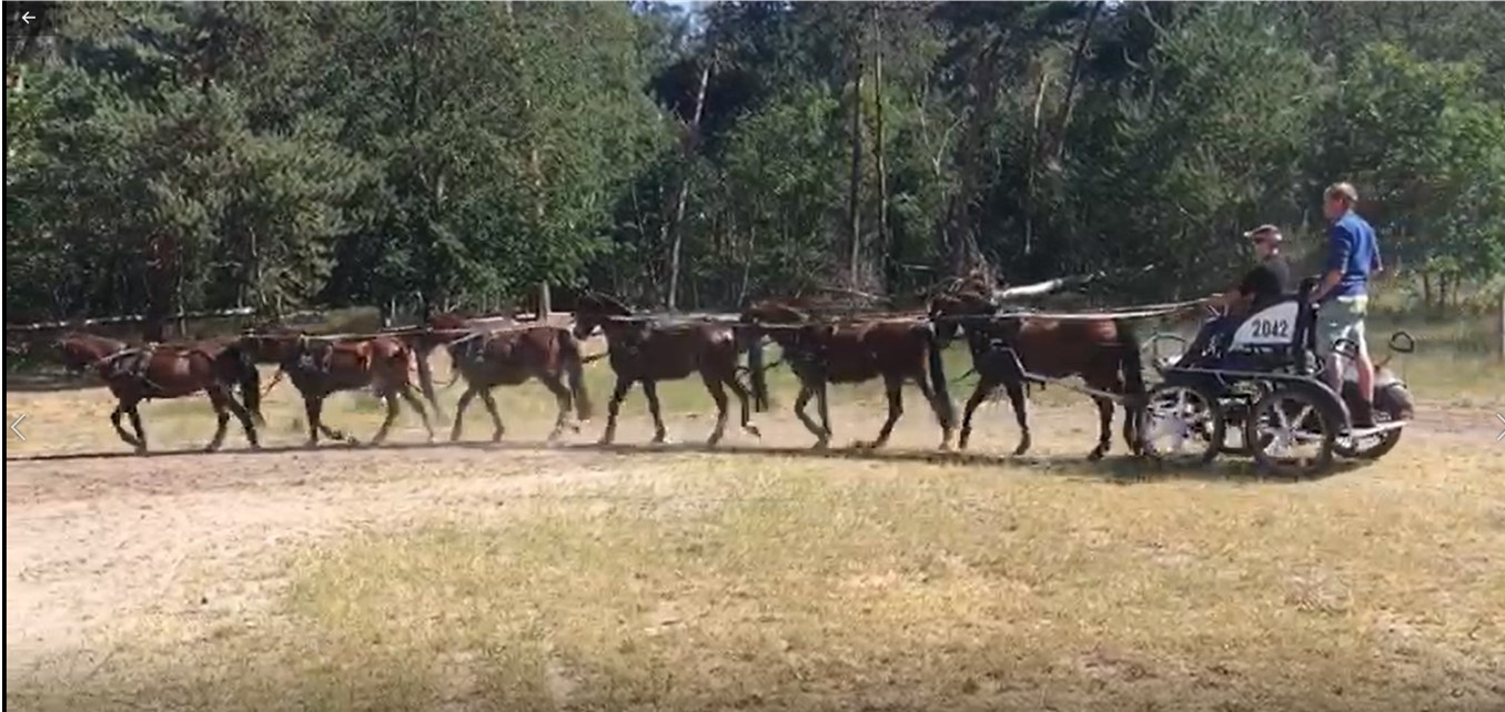 Langspan Challenges pony’s en paarden