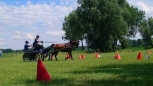 Zaterdag gewone dressuur en vaardigheidswedstrijd in Lexmond