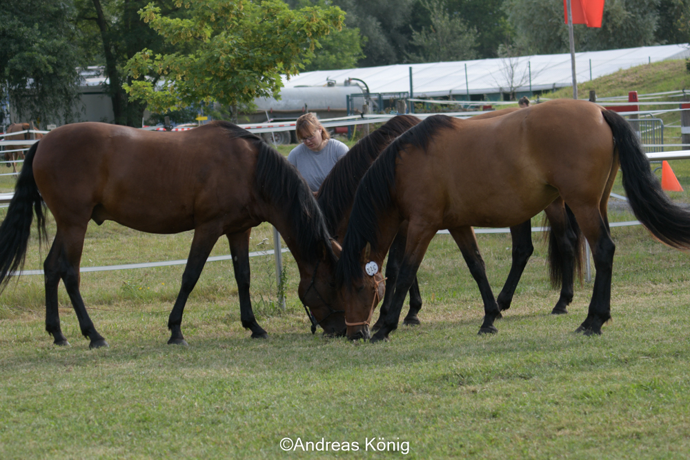 CAI Bühl 2020: dressage