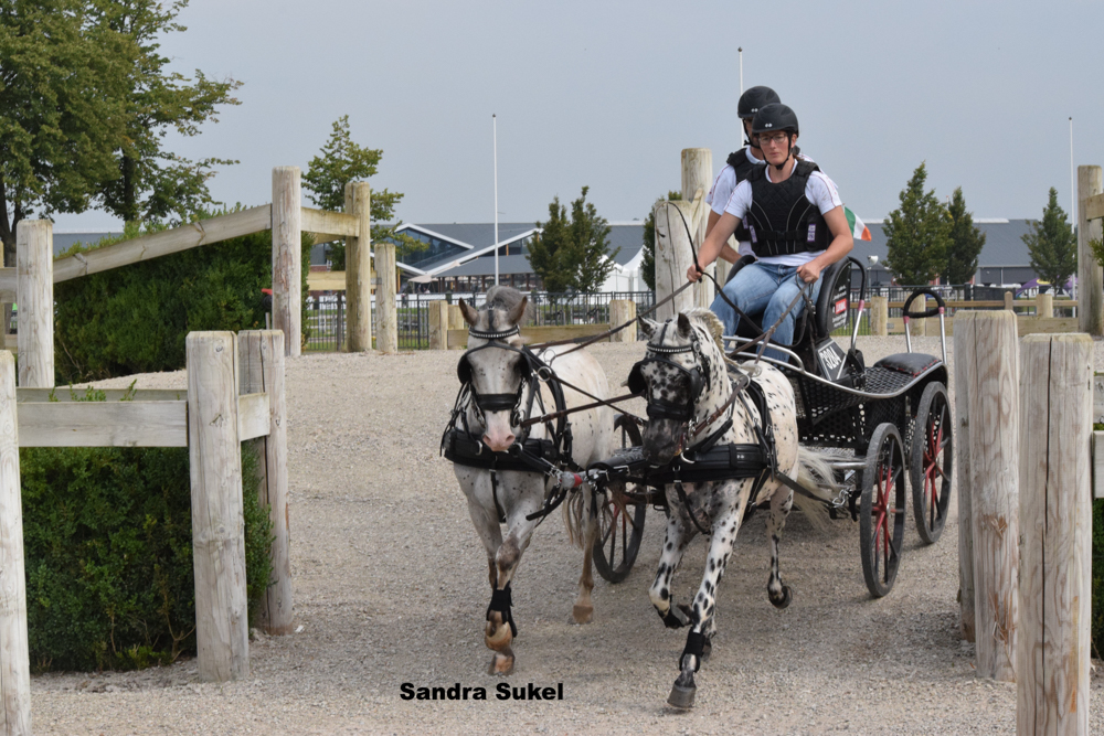 Vrije hindernistraining bij Grandorse Kronenberg 1 augustus