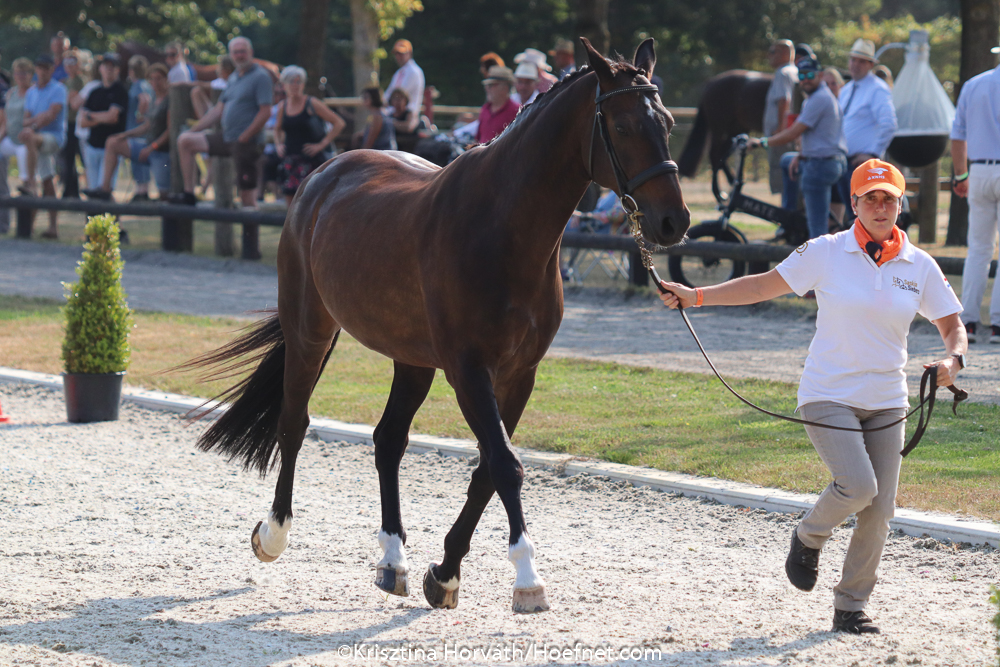 Exloo 2020: Horse Inspection