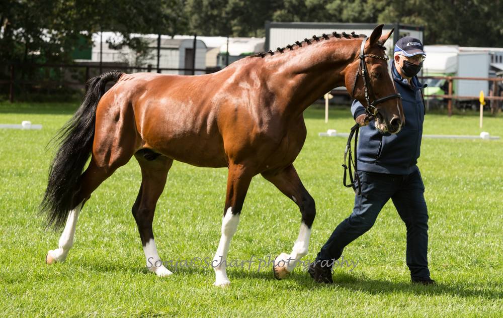 Lähden 2020: Horse Inspection