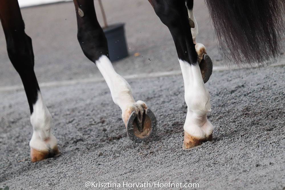 FEI verlengt wedstrijdstop tot 11 april