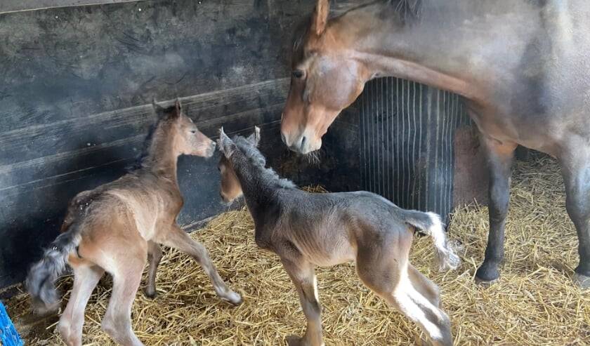 Gezonde New Forest pony – tweeling geboren bij Johan de Hoop