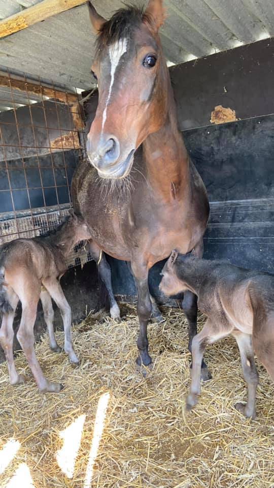 Prachtige new forest pony door Pascalle van Boxtel op sporthorses