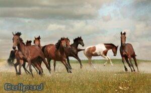 Cellpad™ speelt in op welzijn van paarden en pony’s