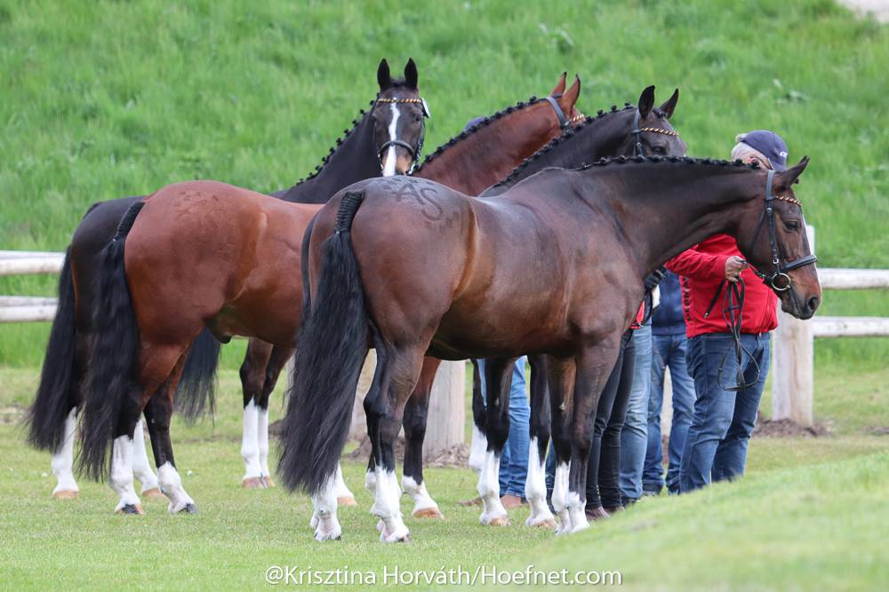 Kronenberg 2021: horse inspection
