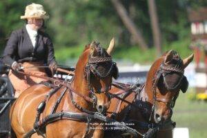 The Belgians dominate the World Cup Qualification in Saumur