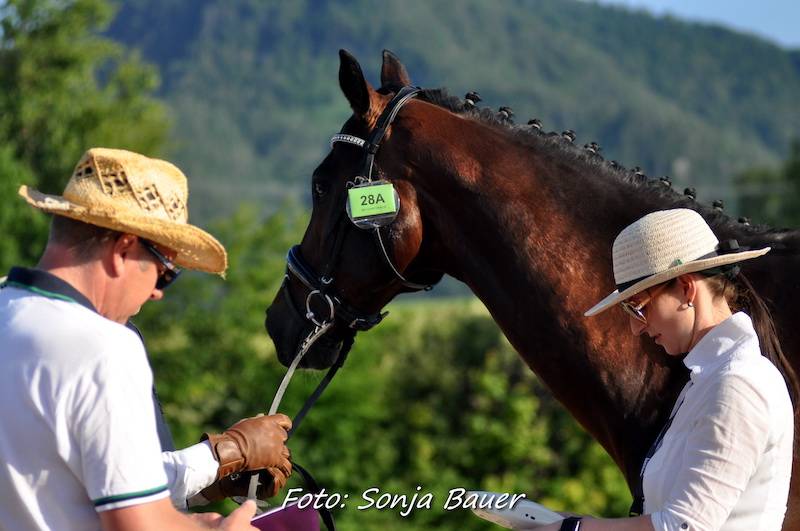 CAI & Austrian Championships Viechtwang 2021: Horse Inspection