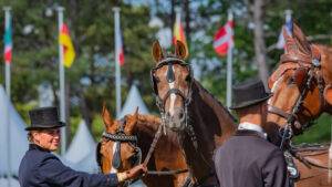 Garantietermijn van één jaar bij verkoop paarden