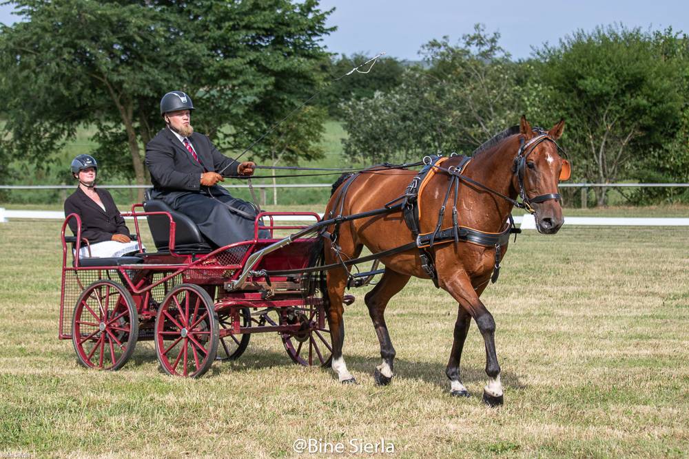 Nordic-Baltic and Danish Driving Championships Sommersted 2021: Dressage Thursday