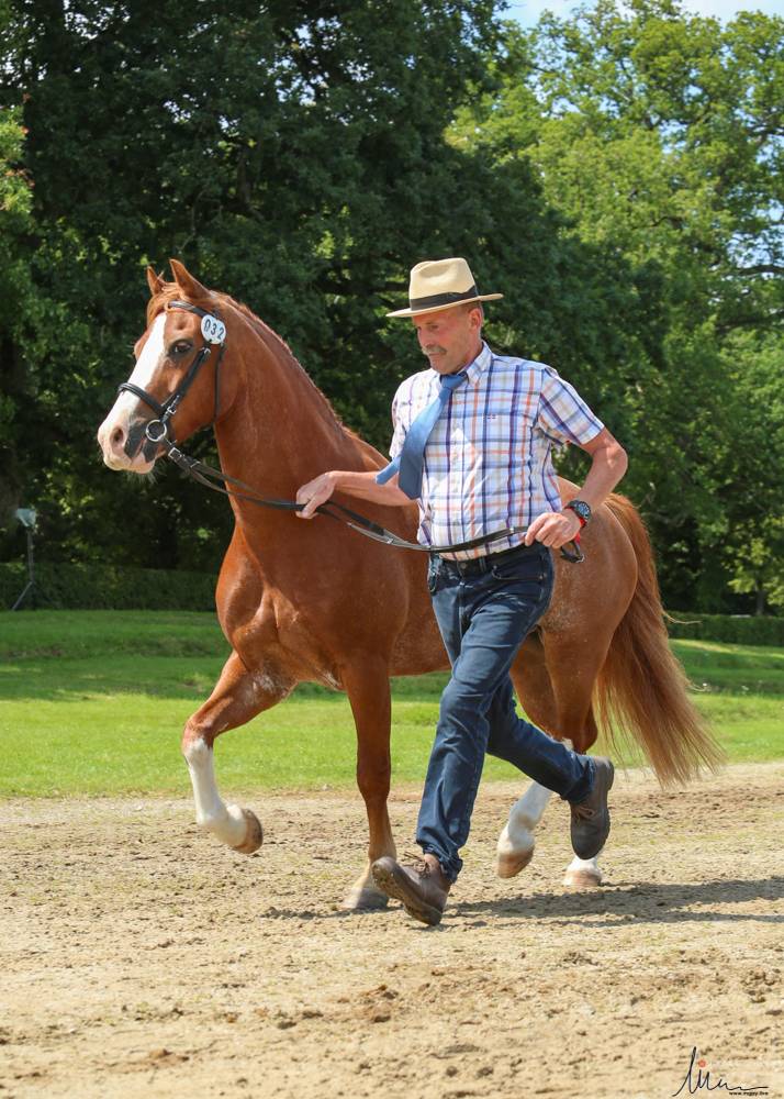 Le Pin au Haras 2021: Horse Inspection