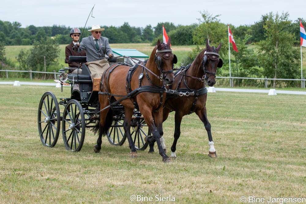 Nordic-Baltic and Danish Driving Championships Sommersted 2021: Dressage Friday