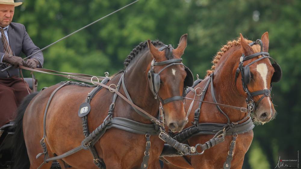 Le Pin au Haras 2021: Dressage Friday