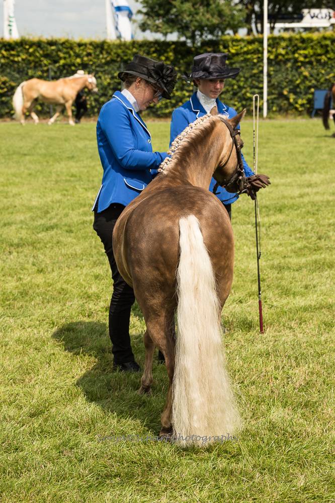 German Youth Championships Lähden 2021: Horse Inspection