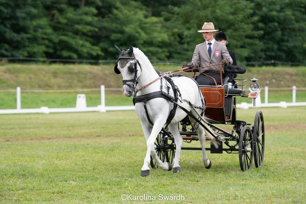 FEI Driving European Championship Youth Selestat 2021: Dressage Friday & Prize Giving