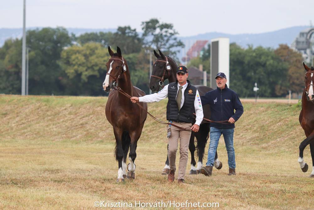 ECH Budapest 2021: Horse Inspection