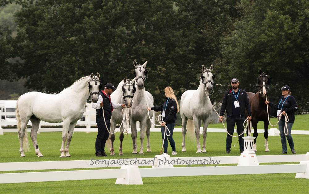 CAIO Aachen 2021: Horse Inspection