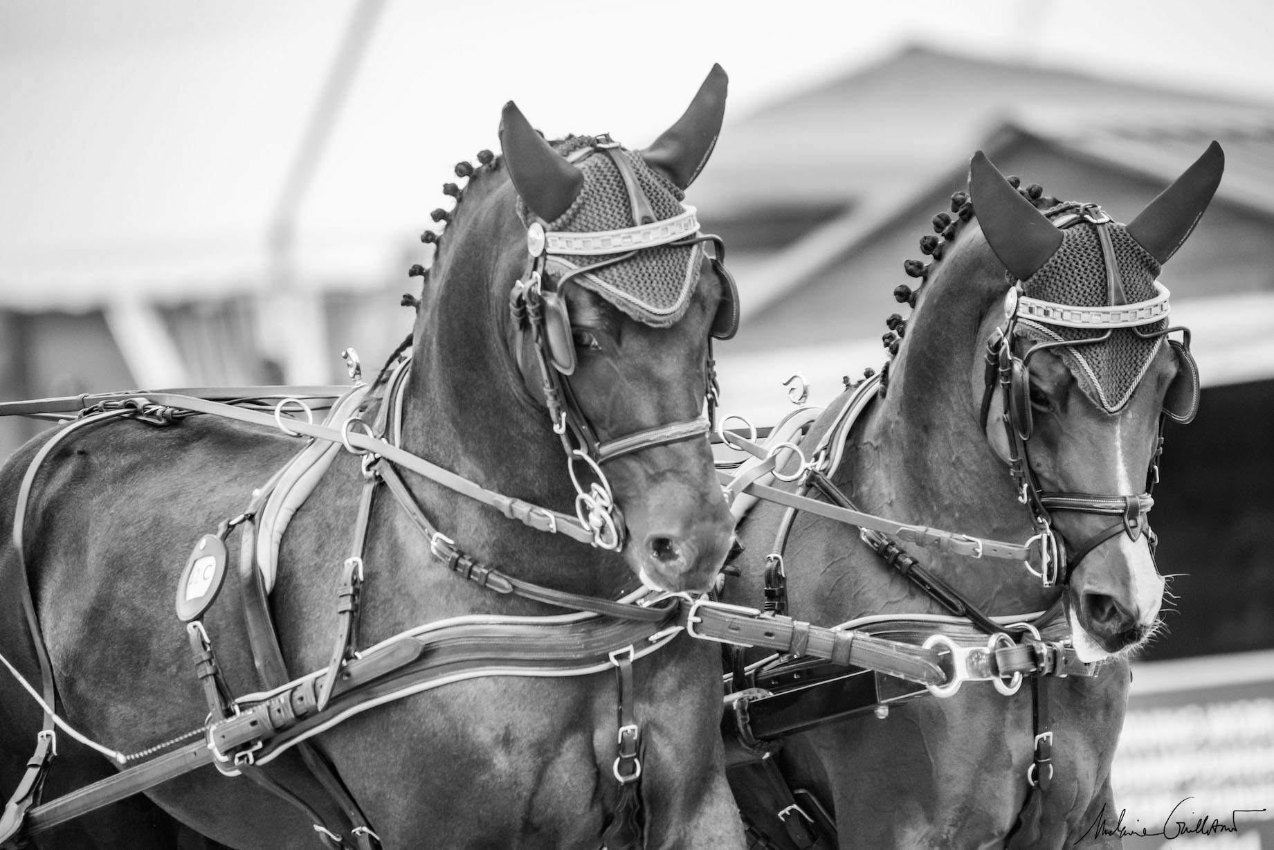 FEI World Championships Pony’s Le Pin 2021: Dressage Thursday