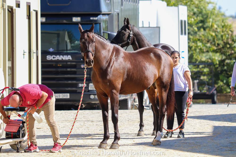 Salteras 2021: Horse Inspection