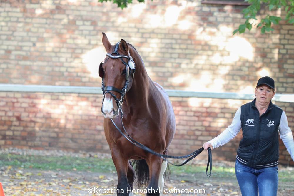 Hungarian Championships Budapest 2021: Horse Inspection