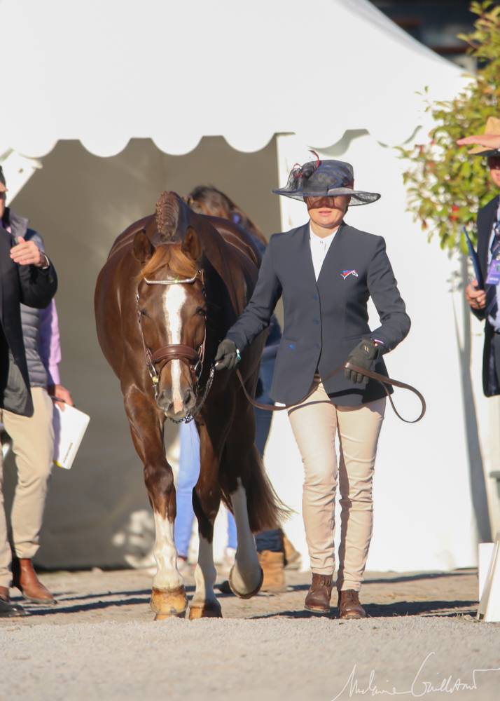 CAIO Pau 2021: Horse Inspection