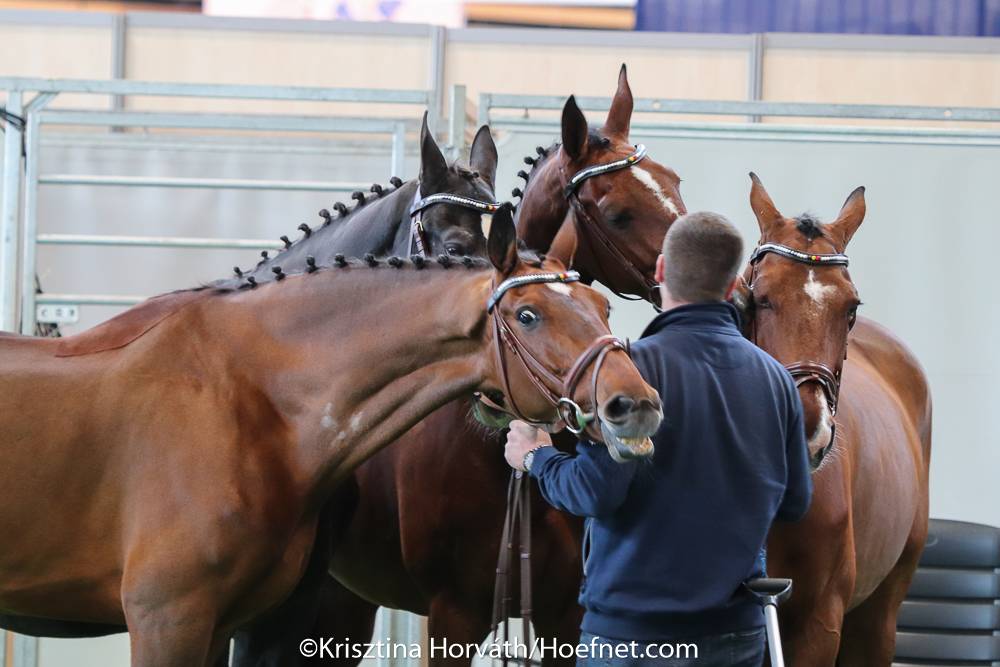 Lyon 2021: Horse inspection
