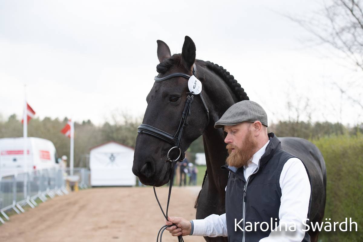 Morkov – Raevebjerg 2022: Horse inspection
