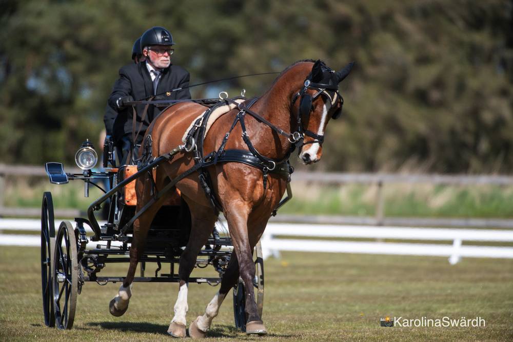 Morkov – Raevebjerg 2022: Dressage Thursday