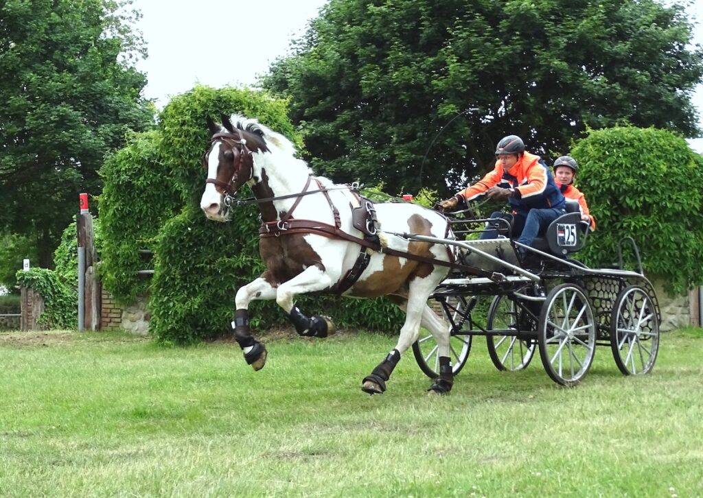 Rudolf Pestman wins CAI*** Greven-Bockholt