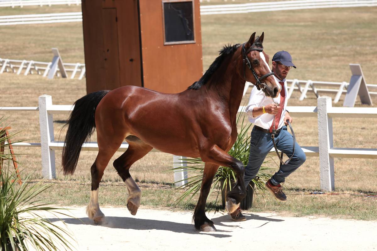 Saumur 2022: Horse Inspection